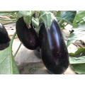 Oval, purple vegetable f1 hybrid heat tolerant  Eggplant seeds